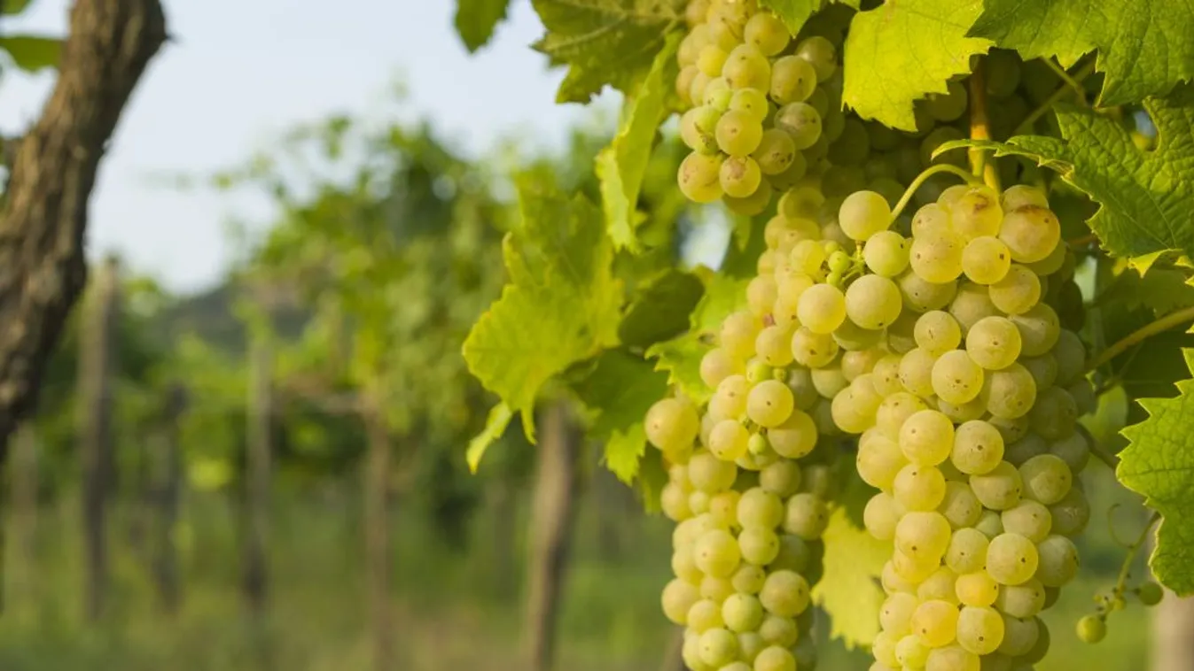 A Csabagyöngye szedésével kezdődött az idén is a szüret