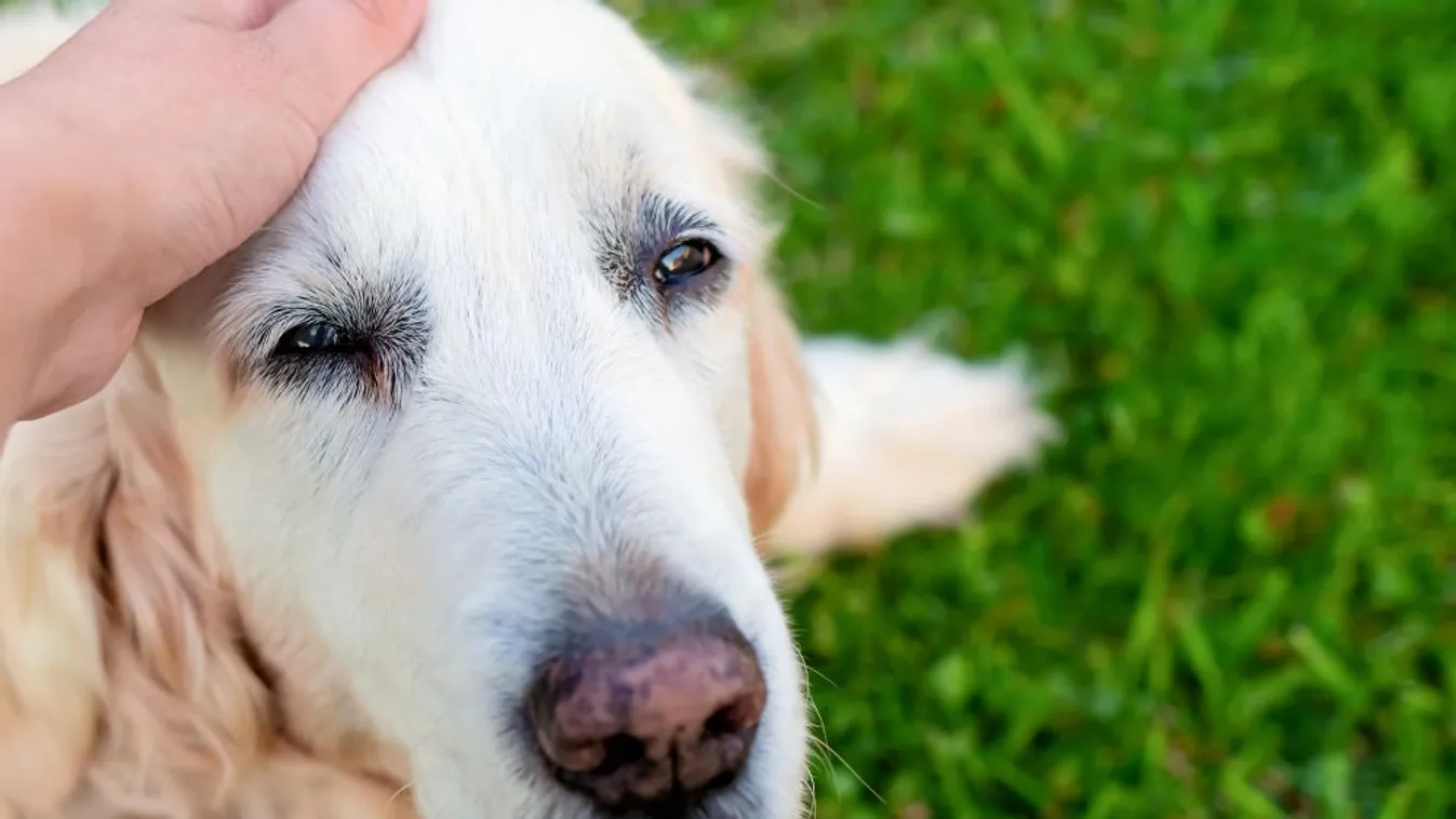 A kutyák segíthetnek az emberi demencia kutatásában