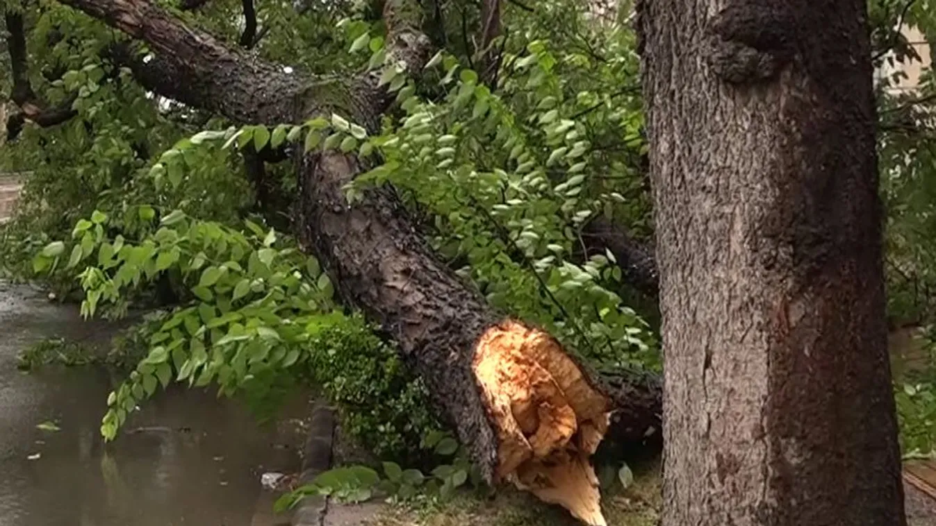 Kidőlt fák, összetört autók, megbontott tetők - komoly károkat okozott a vihar