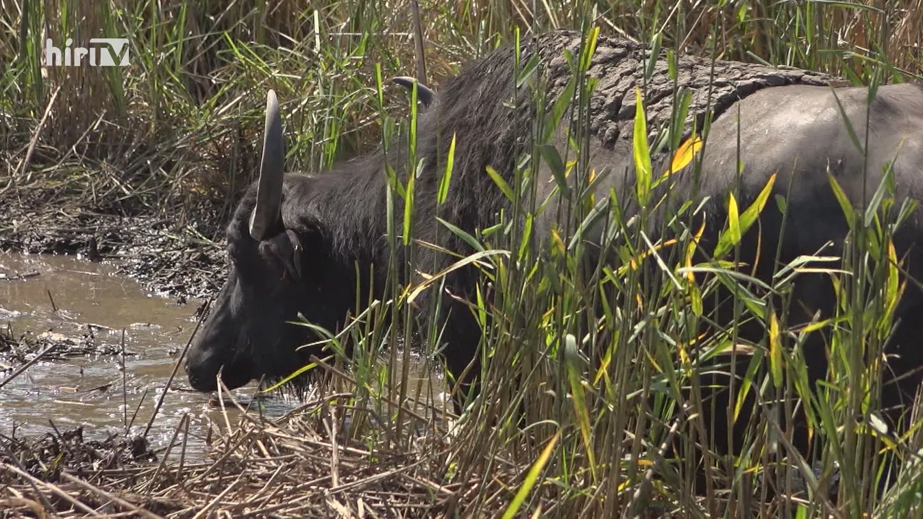 Zöldövezet: Gazos főváros