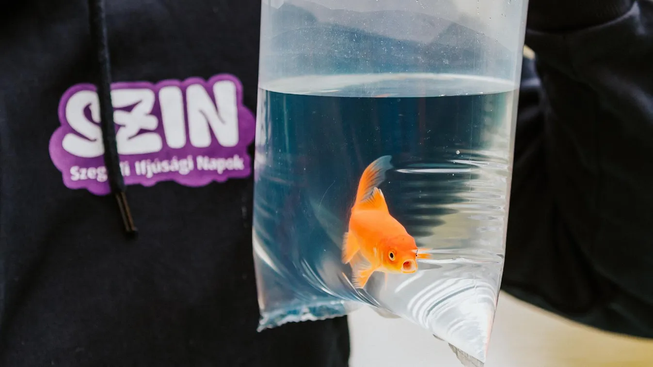 Egymillió forintos aranyhal – környezettudatos akció a Tisza élővilágának megóvásáért