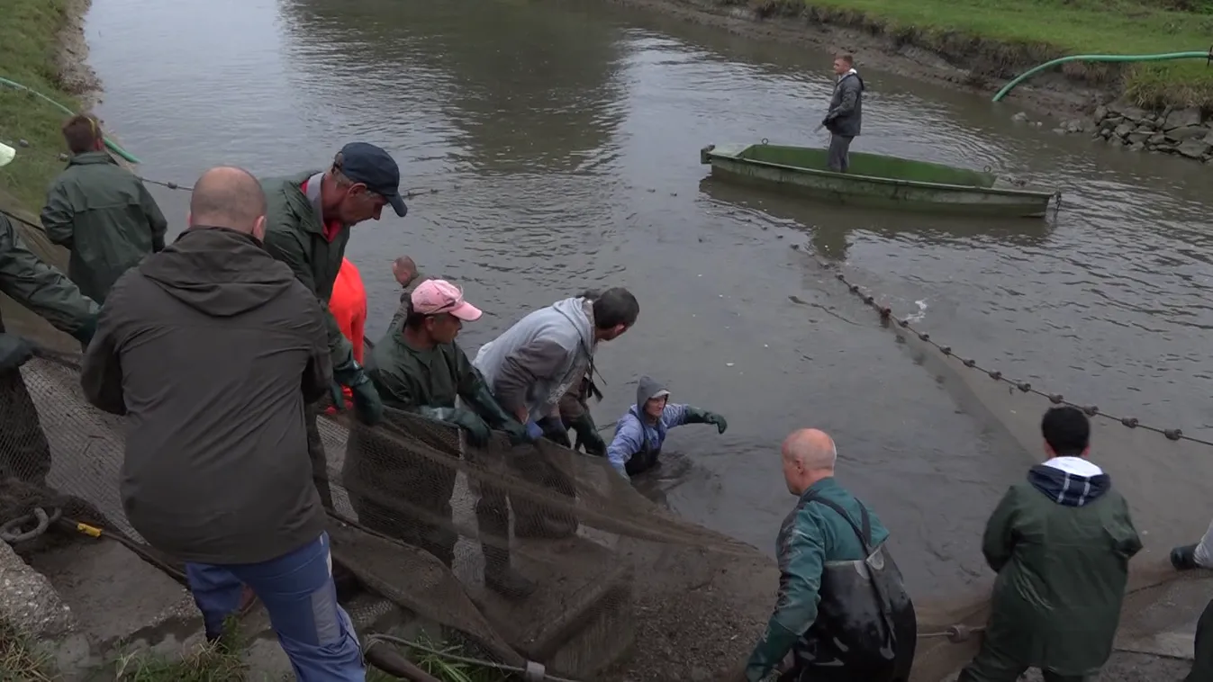 Megkezdődtek az őszi haltelepítések a Balatonnál