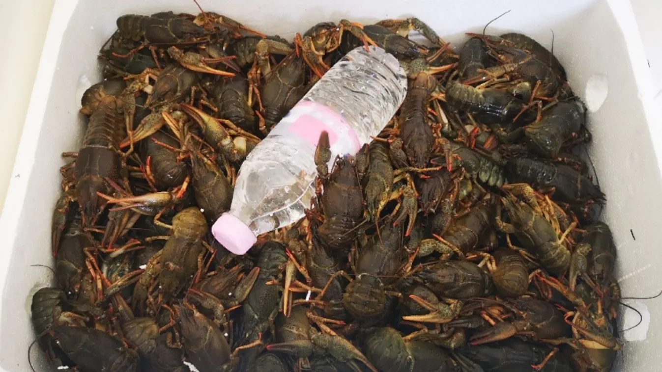 Nem lett belőlük vacsora