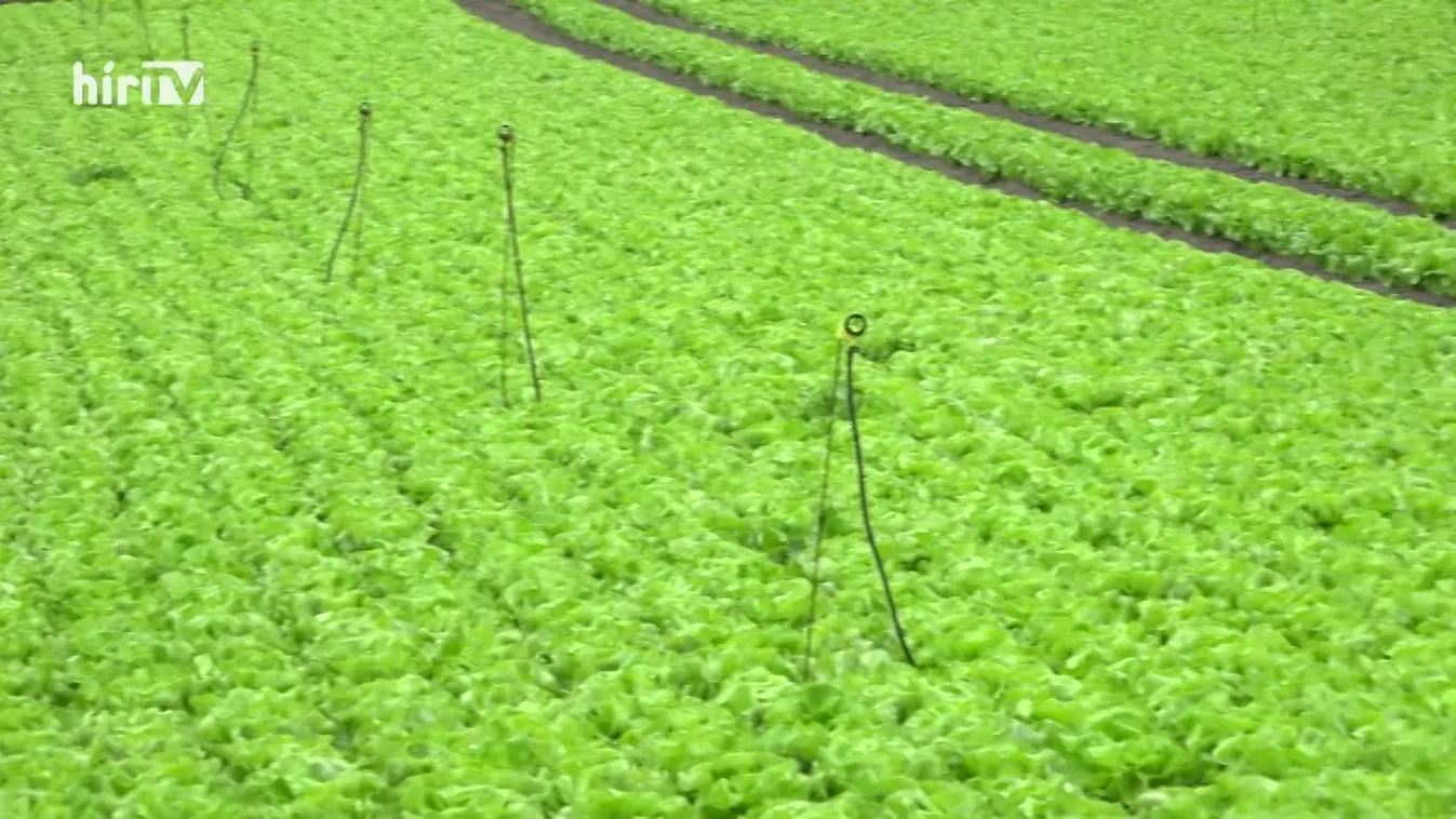 Soroló (2021-10-30)