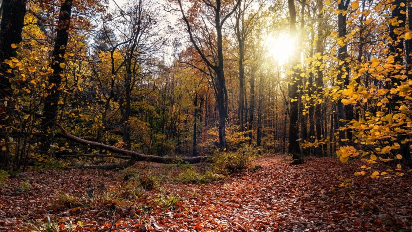 Hibás az új uniós erdészeti stratégia az agrárkamara szerint