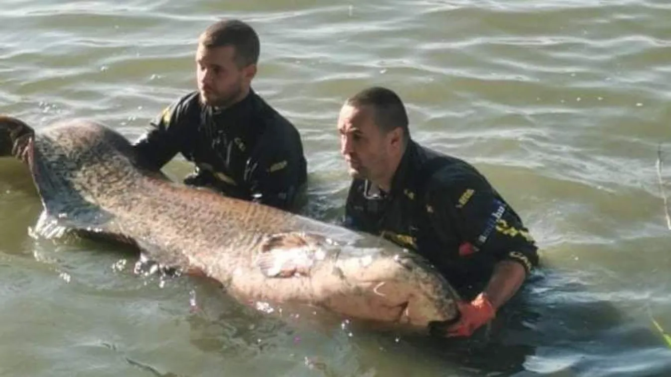Két száz kiló fölötti harcsát fogtak egy este alatt