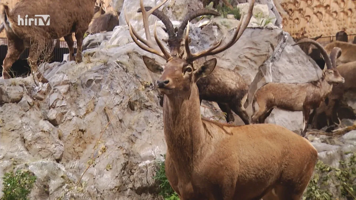 Zöldövezet: Felülmúlta a várakozásokat a Vadászati és Természeti Világkiállítás