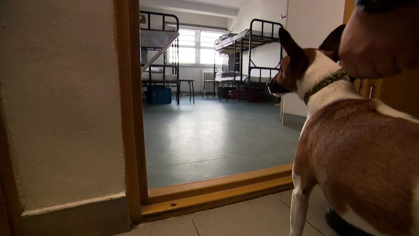 Börtönkutya szimatot fog