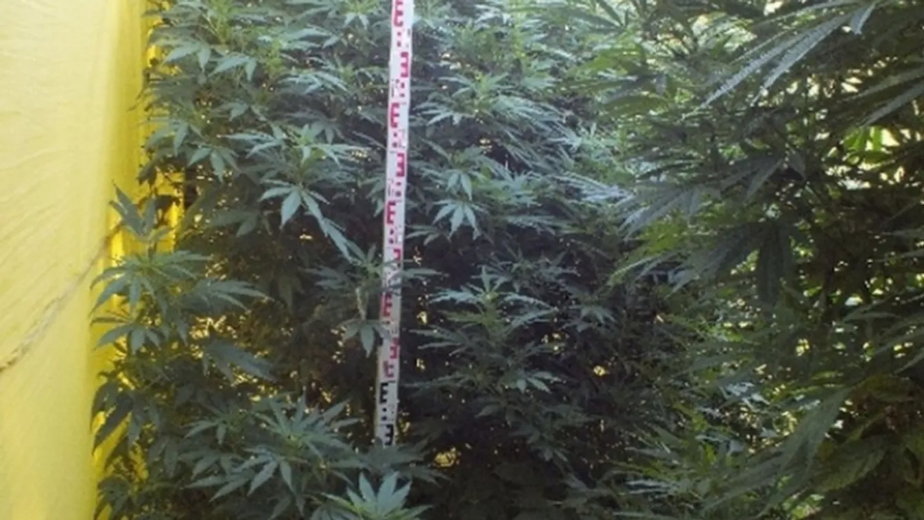 Lezárt akta: „tévedésből” termesztett marihuánát