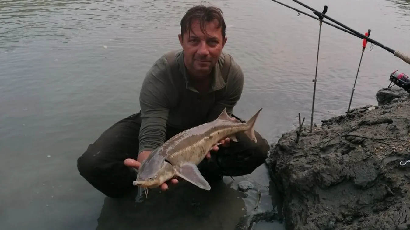 3,6 kilós kecsegét fogtak a Tiszán – videón, ahogy látványosan kiugrik a vízből