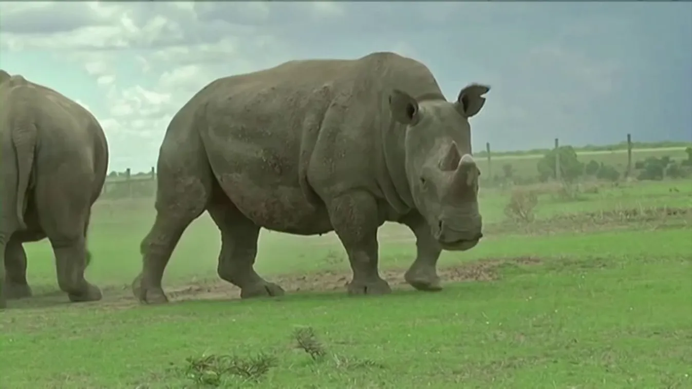 Állati sztorik a nagyvilágból