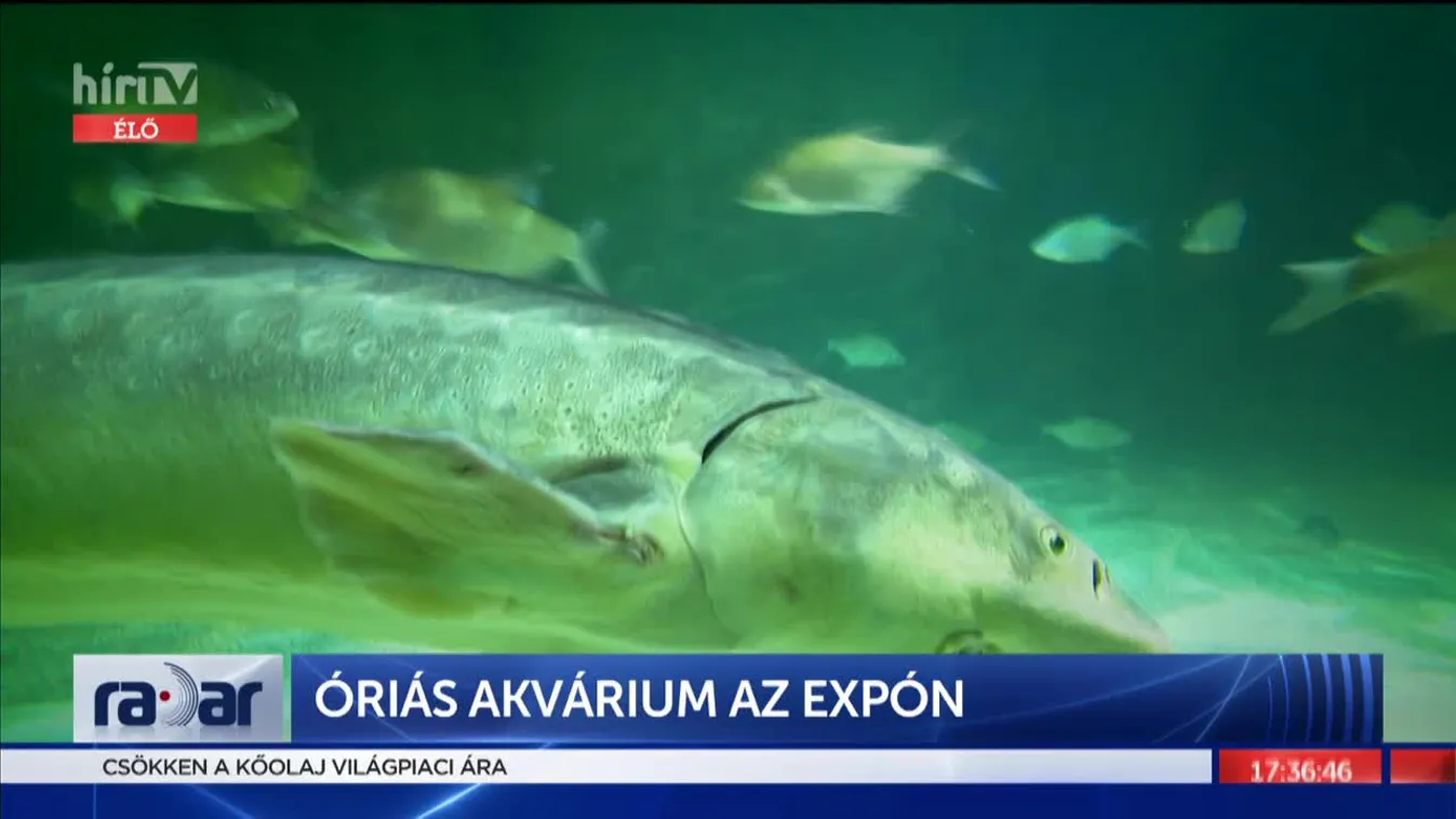 Radar: Óriási akvárium az expón
