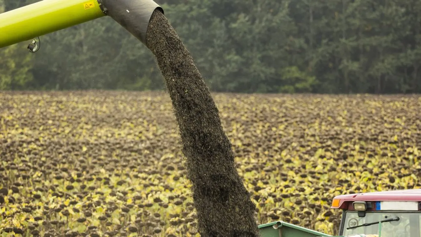 A napraforgó közel 80 százalékát betakarították Zala megyében
