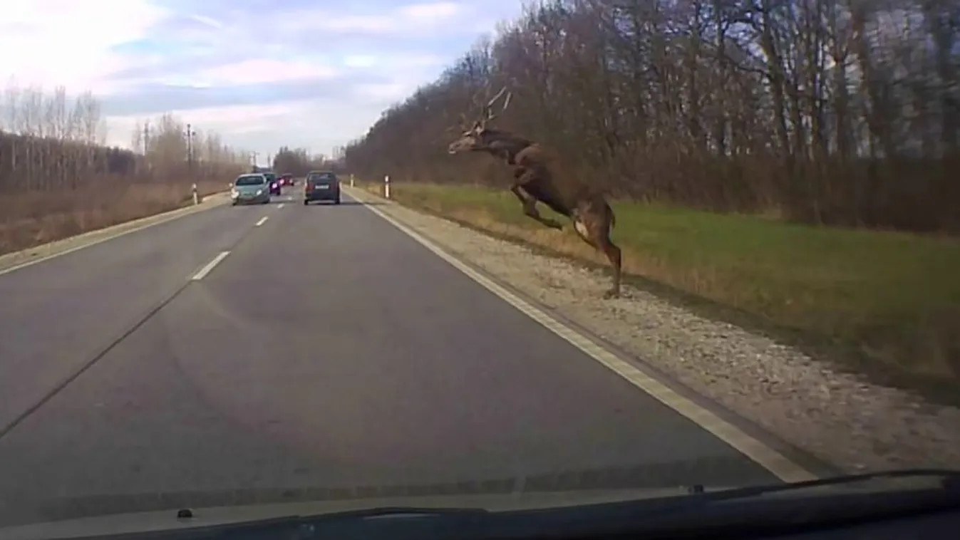 Egyre több a vadbaleset