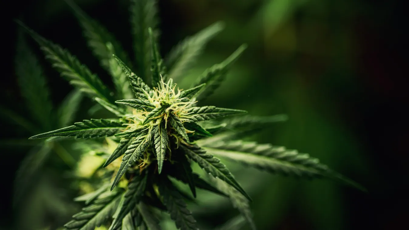 Kábítószer-kereskedelem gyanújával vettek őrizetbe egy 35 éves férfit a somogyi rendőrök