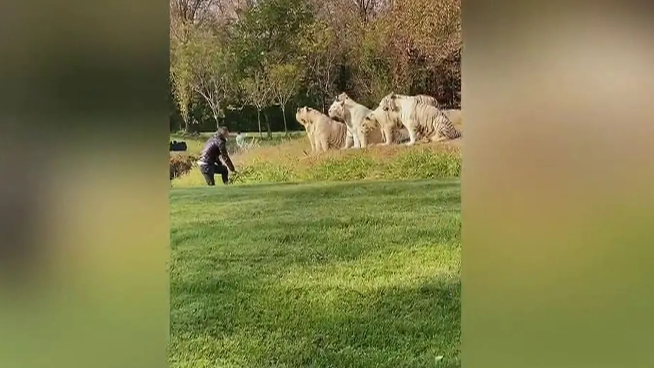 Bemászott a tigrisek közé egy őrült turista