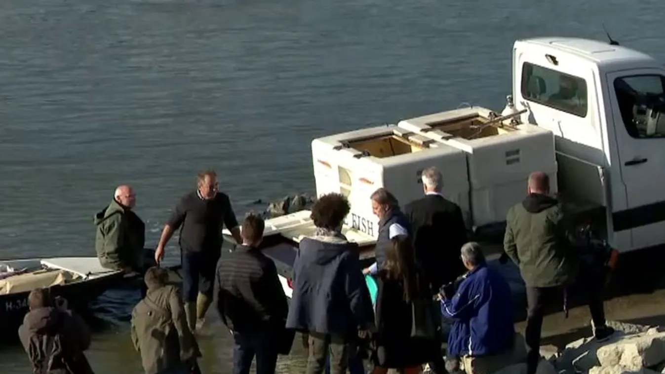 „A kiállítás tovább él” – a tokhalakat engednek a Dunába