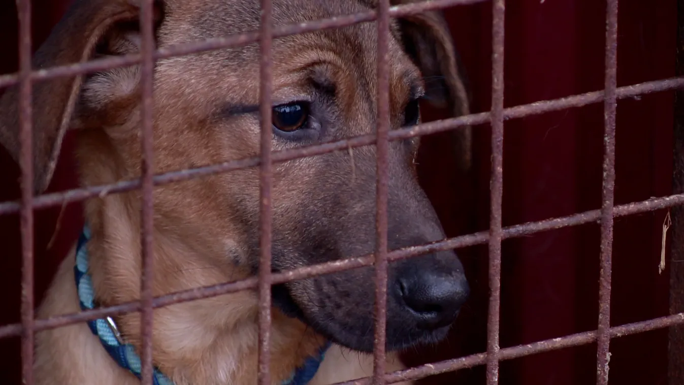 Napirenden az állatvédelmi törvény szigorítása
