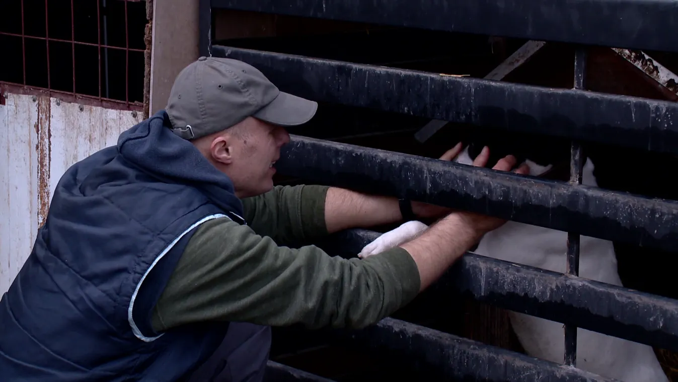 Radar - Szigorúbb büntetés járhat az állatkínzóknak