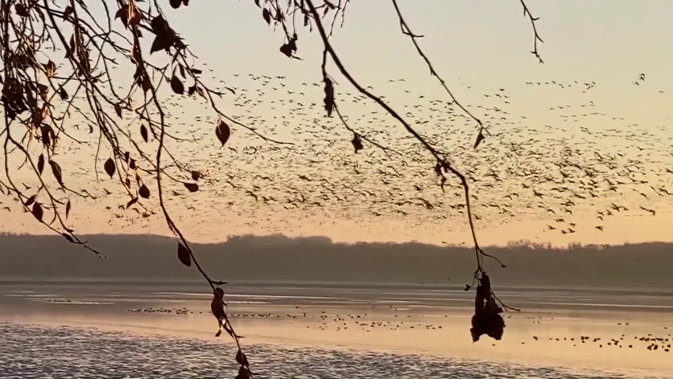 Radar - Hatvanötezer vadlúd a város közepén