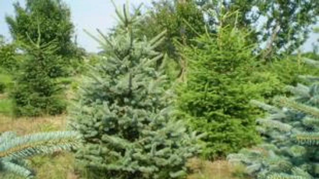 Már a karácsonyfa beszerzését is intézhetjük az interneten