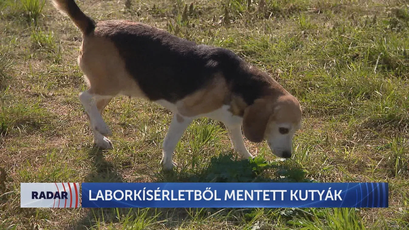 Radar: Laborkísérletből mentett kutyák