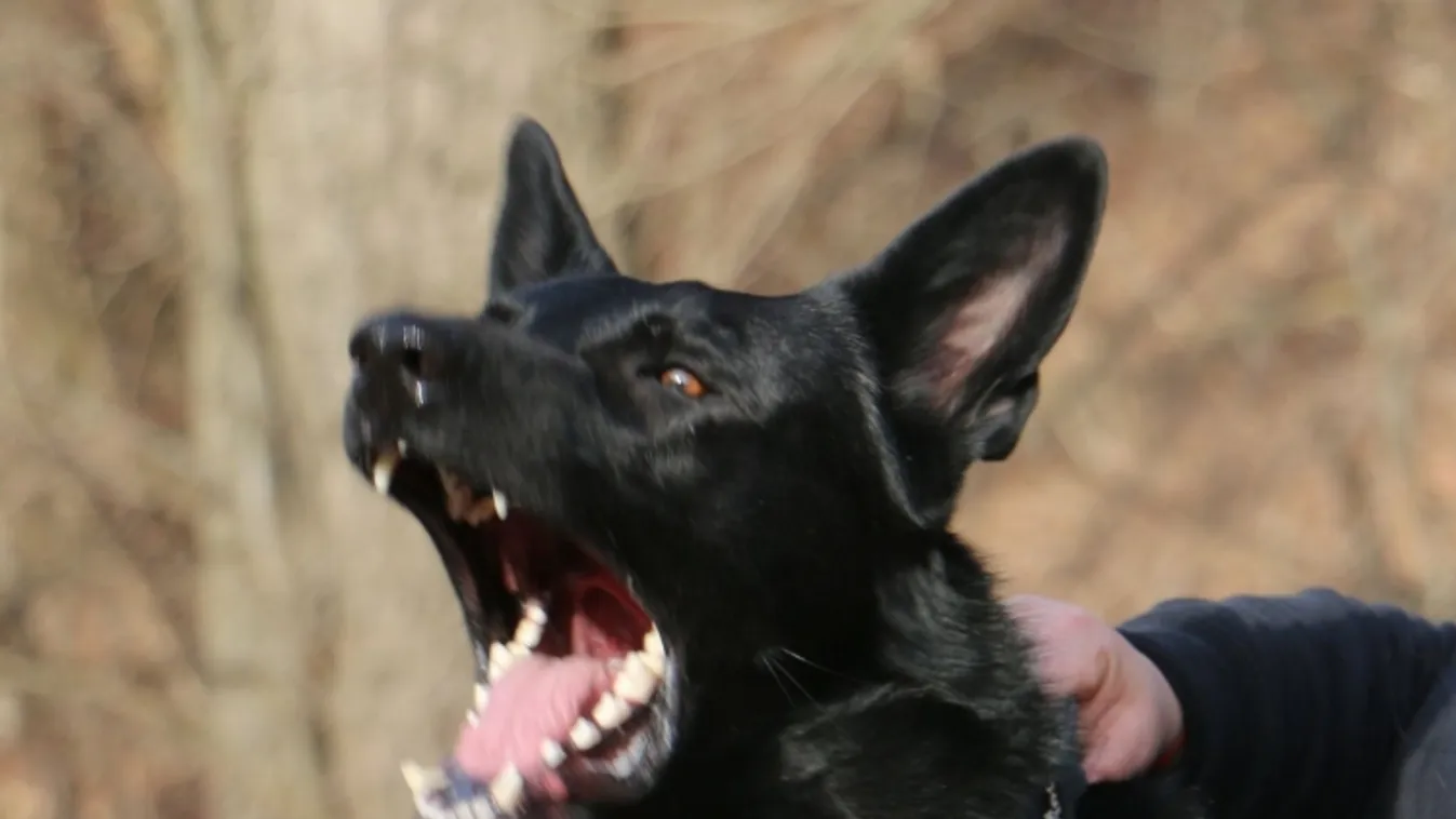 Nyomkövető kutyával fogták el a barcsi betörőket, esélyük sem volt