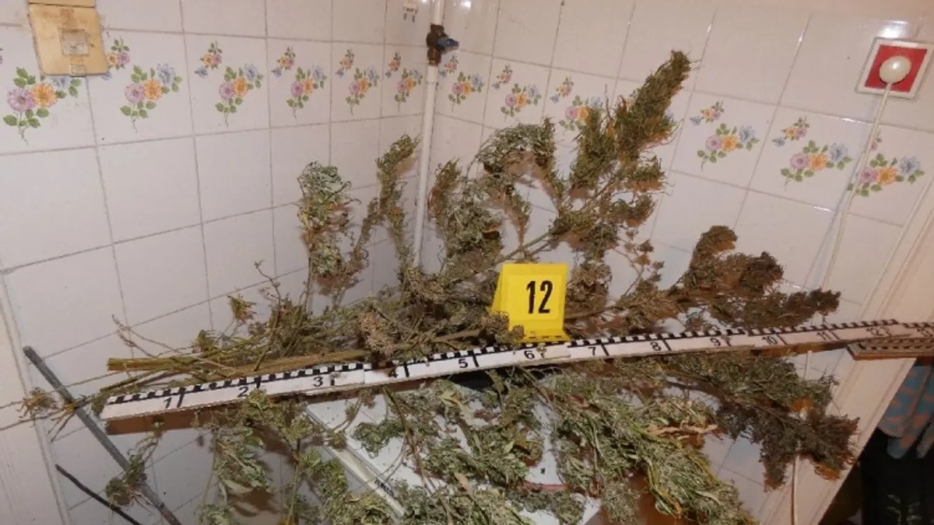 Lezárt akta: udvari ültetvény