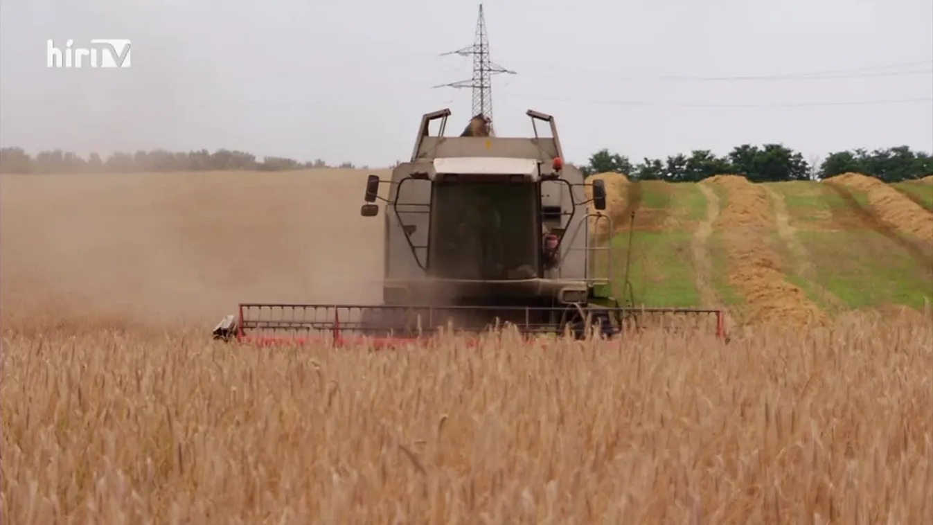 Soroló (2021-11-27)