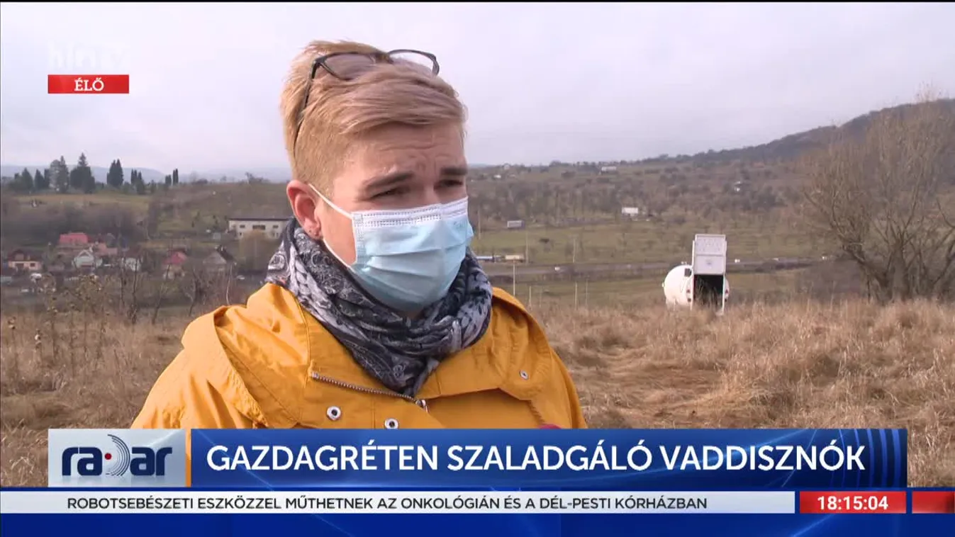 Radar - Gazdagréten szaladgáló vaddisznók