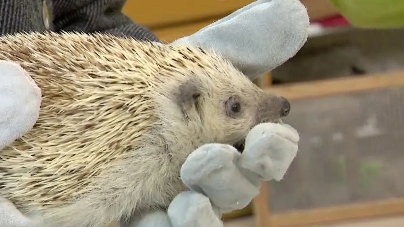 Mozaik - Mentsük meg a süniket