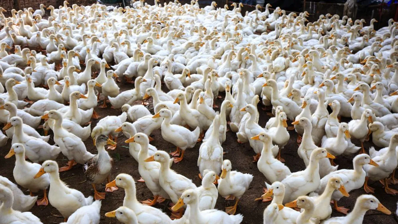 Újabb megyékben jelent meg a madárinfluenza