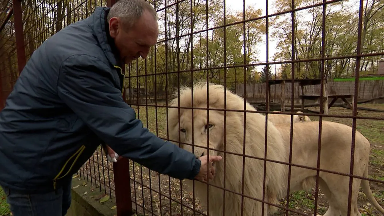Az oroszlánok királya