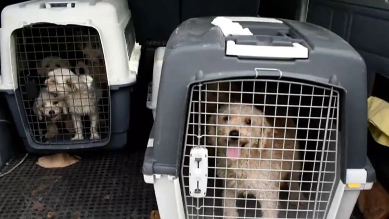 Átvágatta a kutyák hangszálait