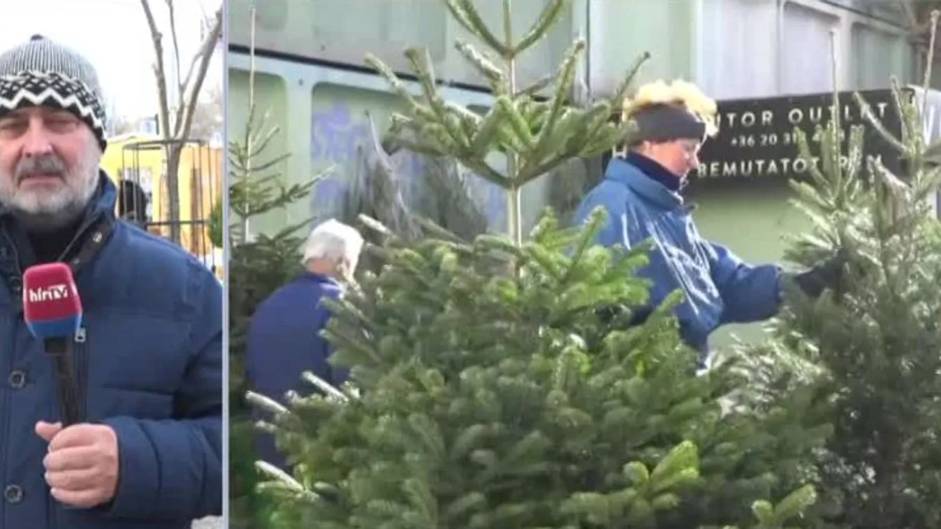 Volt, aki az utolsó pillanatra hagyta a fenyőfa vásárlást
