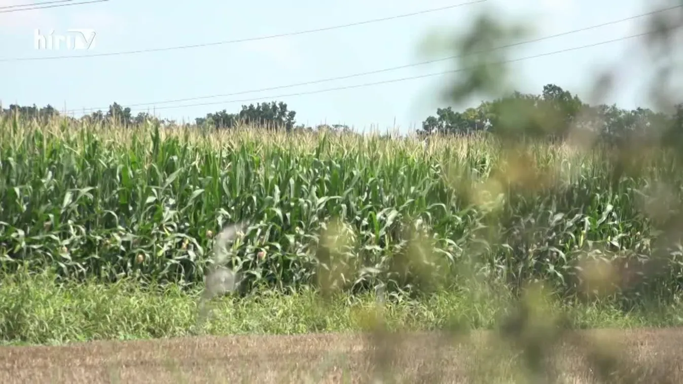 Soroló (2021-12-04)