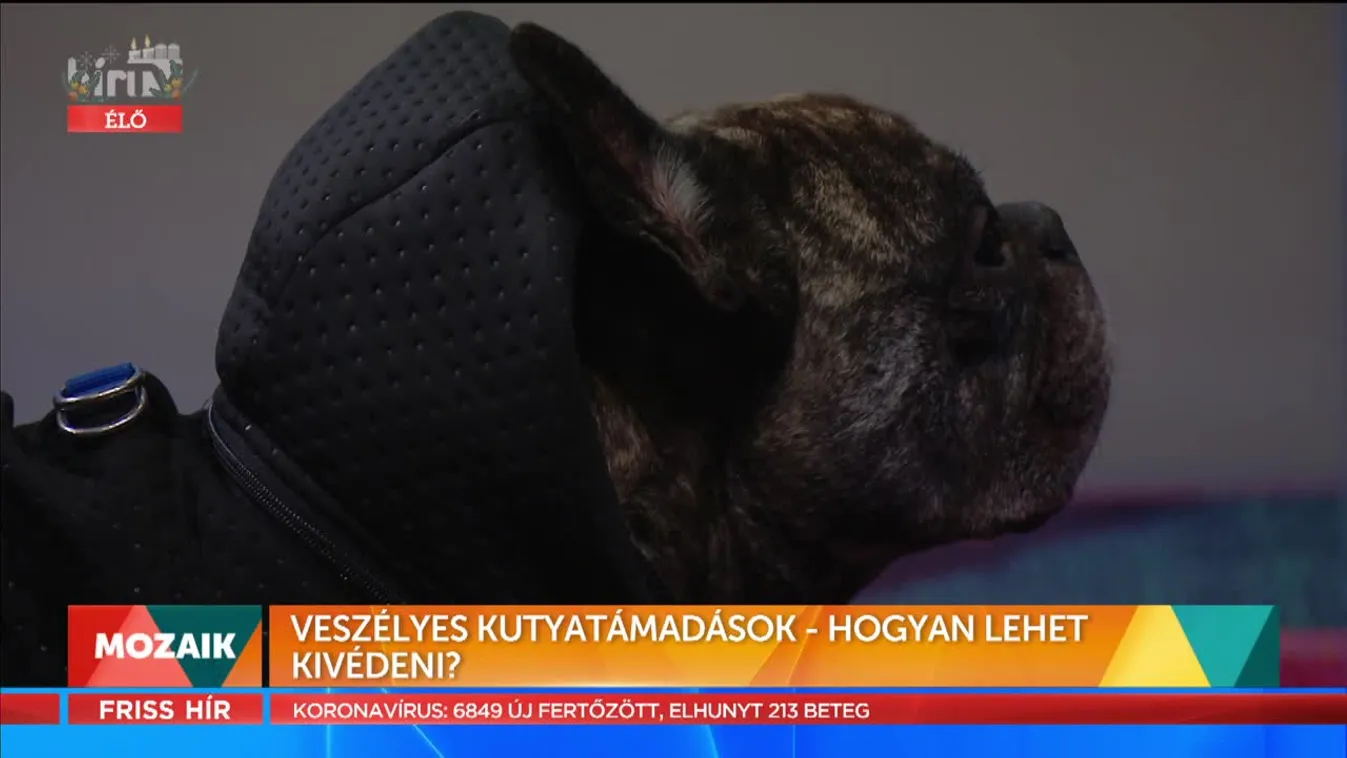 Mozaik - Veszélyes kutyatámadások