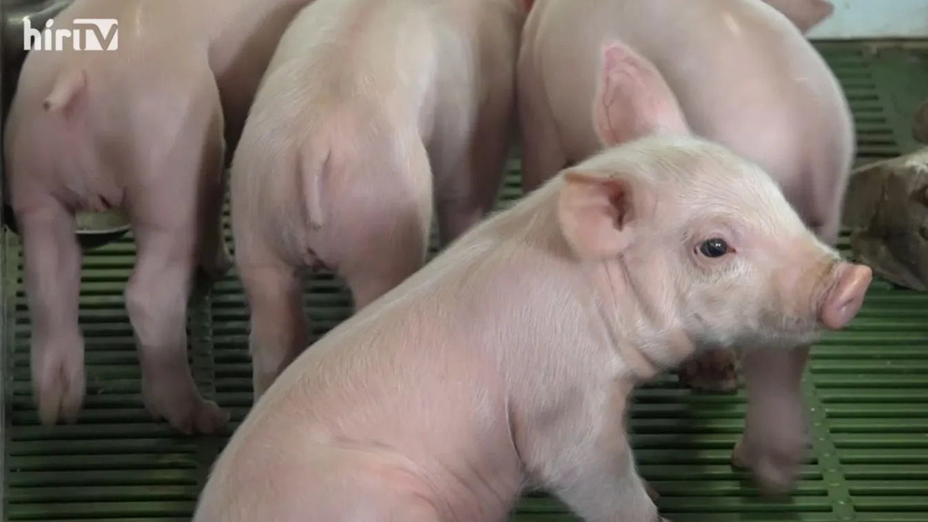 Soroló: Új piacok kellenek a sertéságazatnak