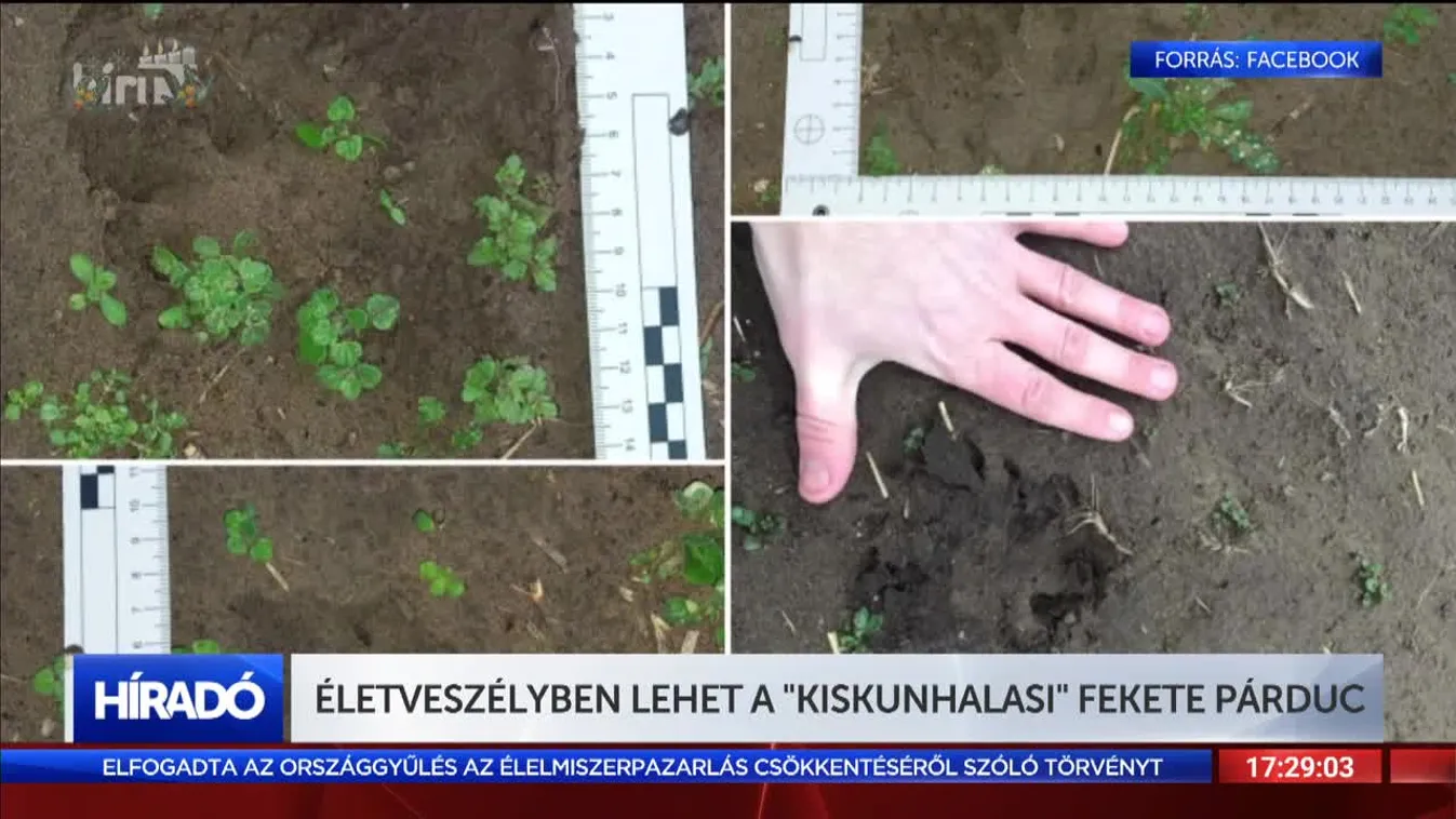 Életveszélyben lehet a „kiskunhalasi” fekete párduc