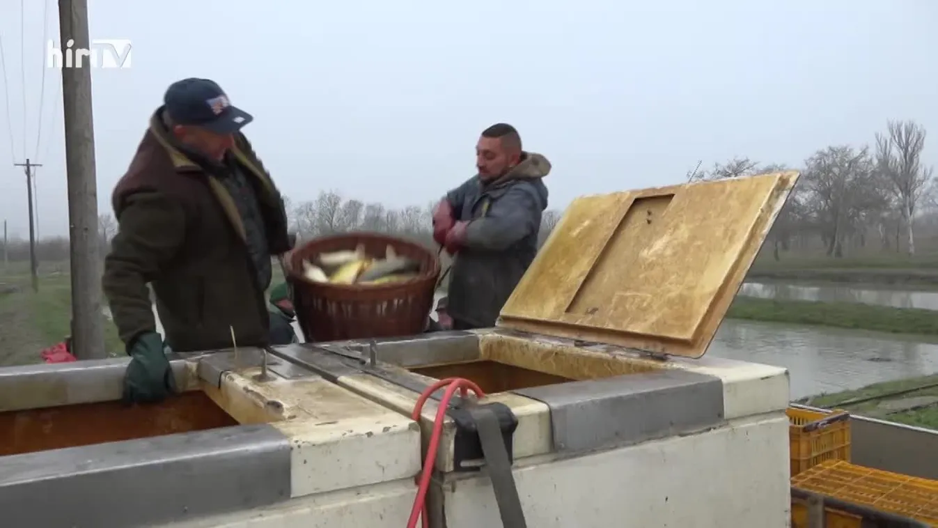 Soroló (2021-12-18)