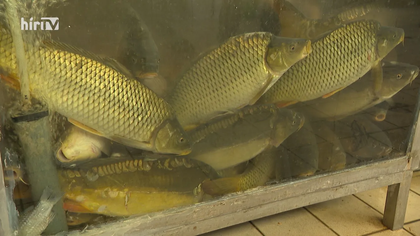 A hal az egyik legegészségesebb étel