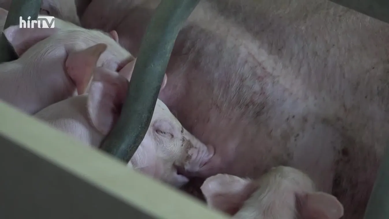 Soroló (2021-12-11)