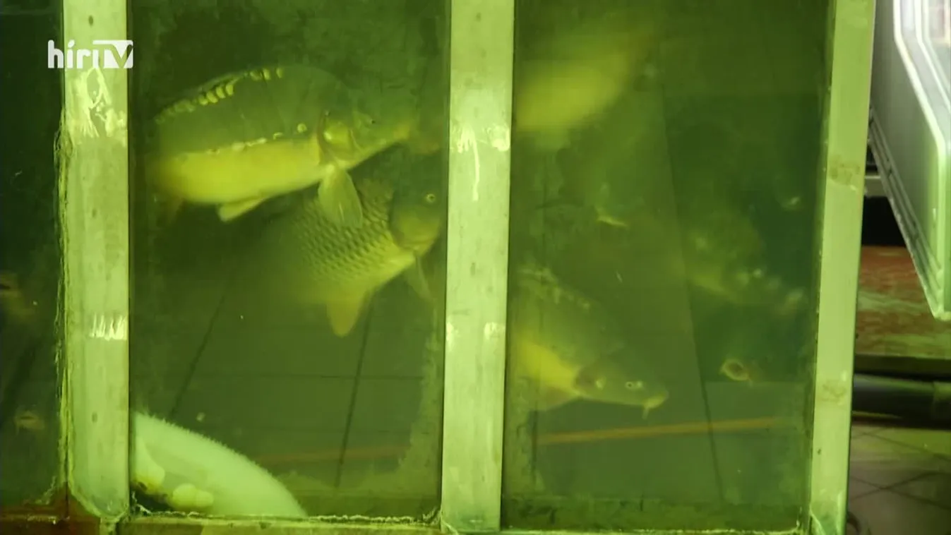 Soroló (2021-12-25)