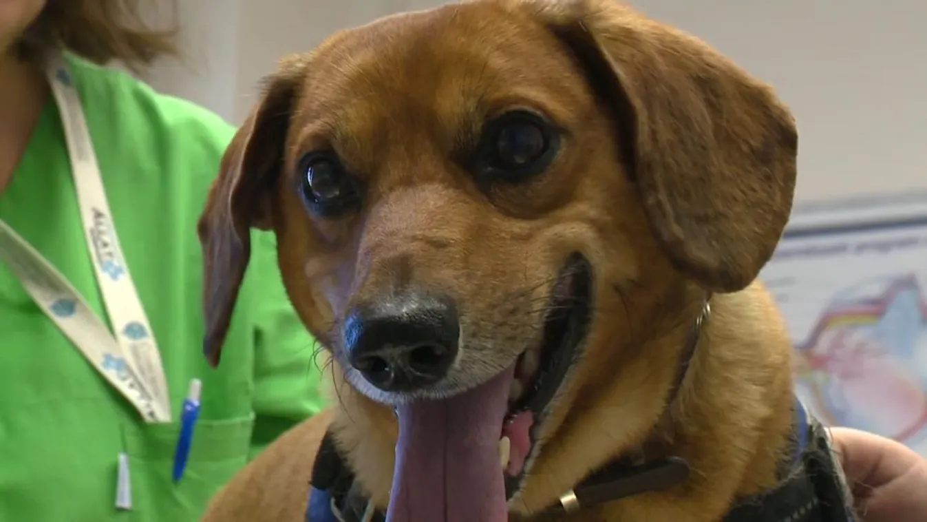 Rengeteg kutya tűnik el a szilveszteri petárdázás miatt