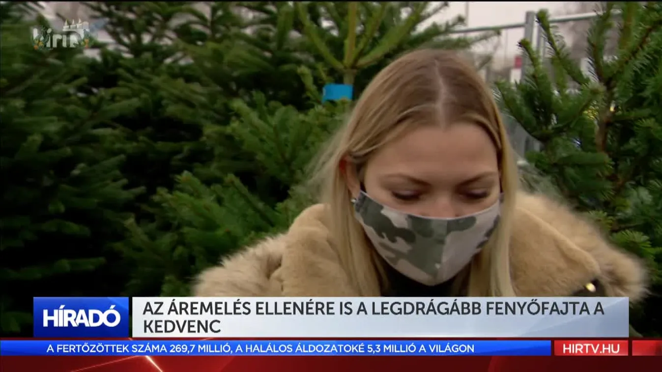 Az áremelés ellenére is a legdrágább fenyőfajta a kedvenc