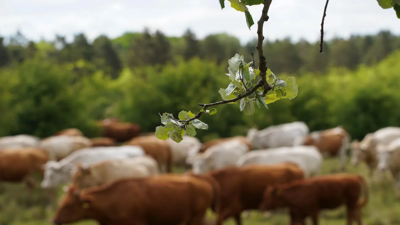 Az Agárminisztérium benyújtotta Brüsszelnek a magyar stratégiai tervet