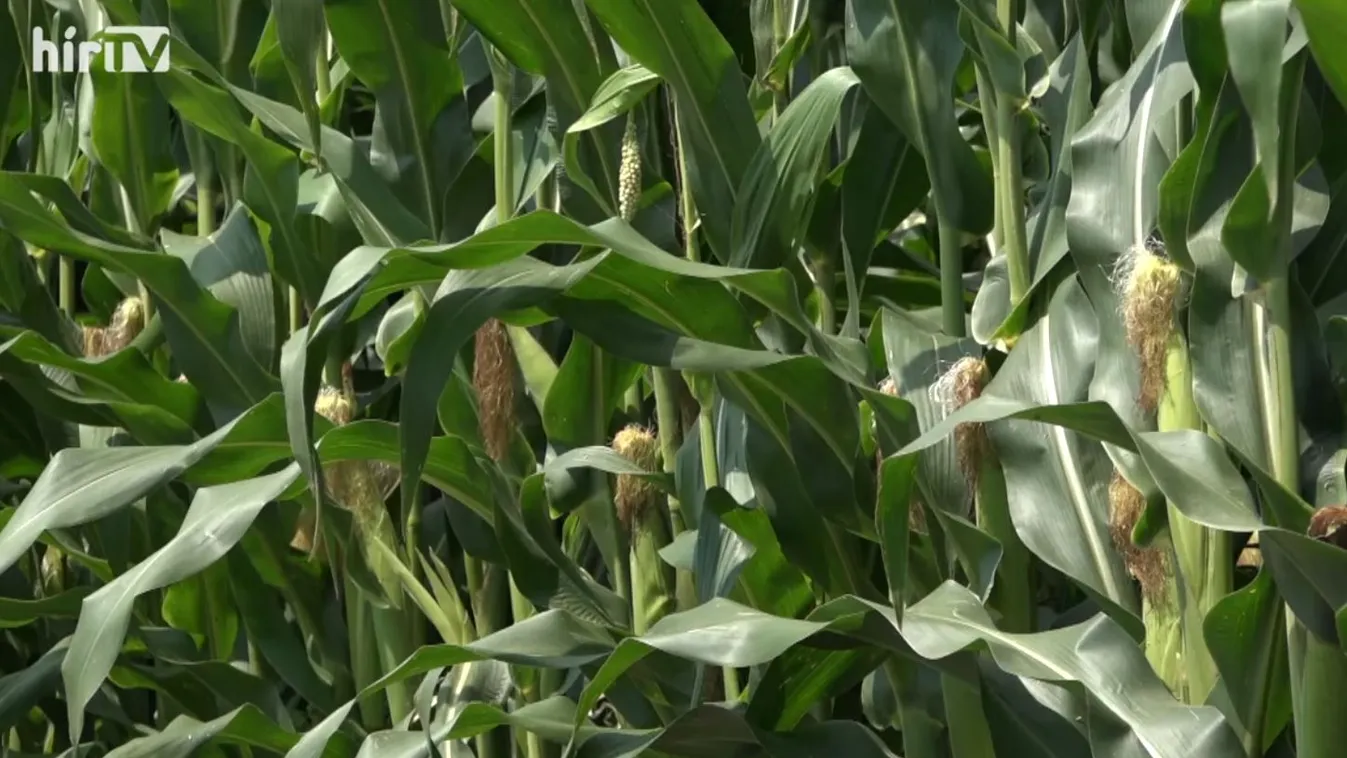 Soroló: Másfélszer többe kerül a takarmánykukorica idén, mint tavaly