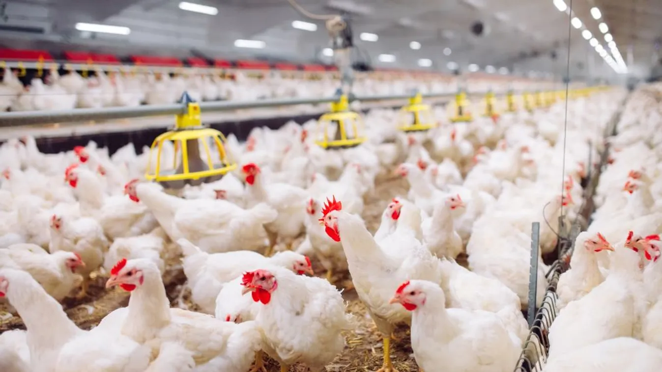 2021-ben közel rekordnagyságú kifizetés történik a baromfi állatjóléti támogatásoknál
