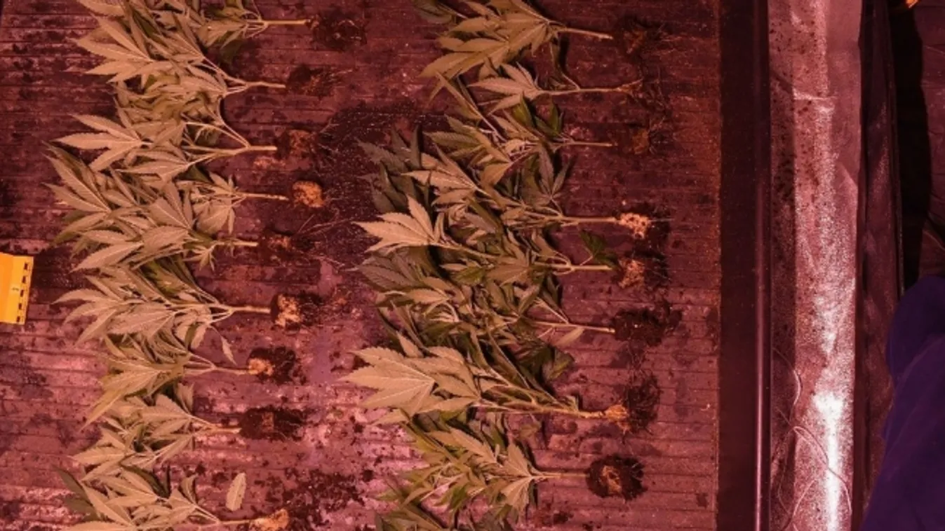 Csőtörés buktatta le a drogtermesztőt