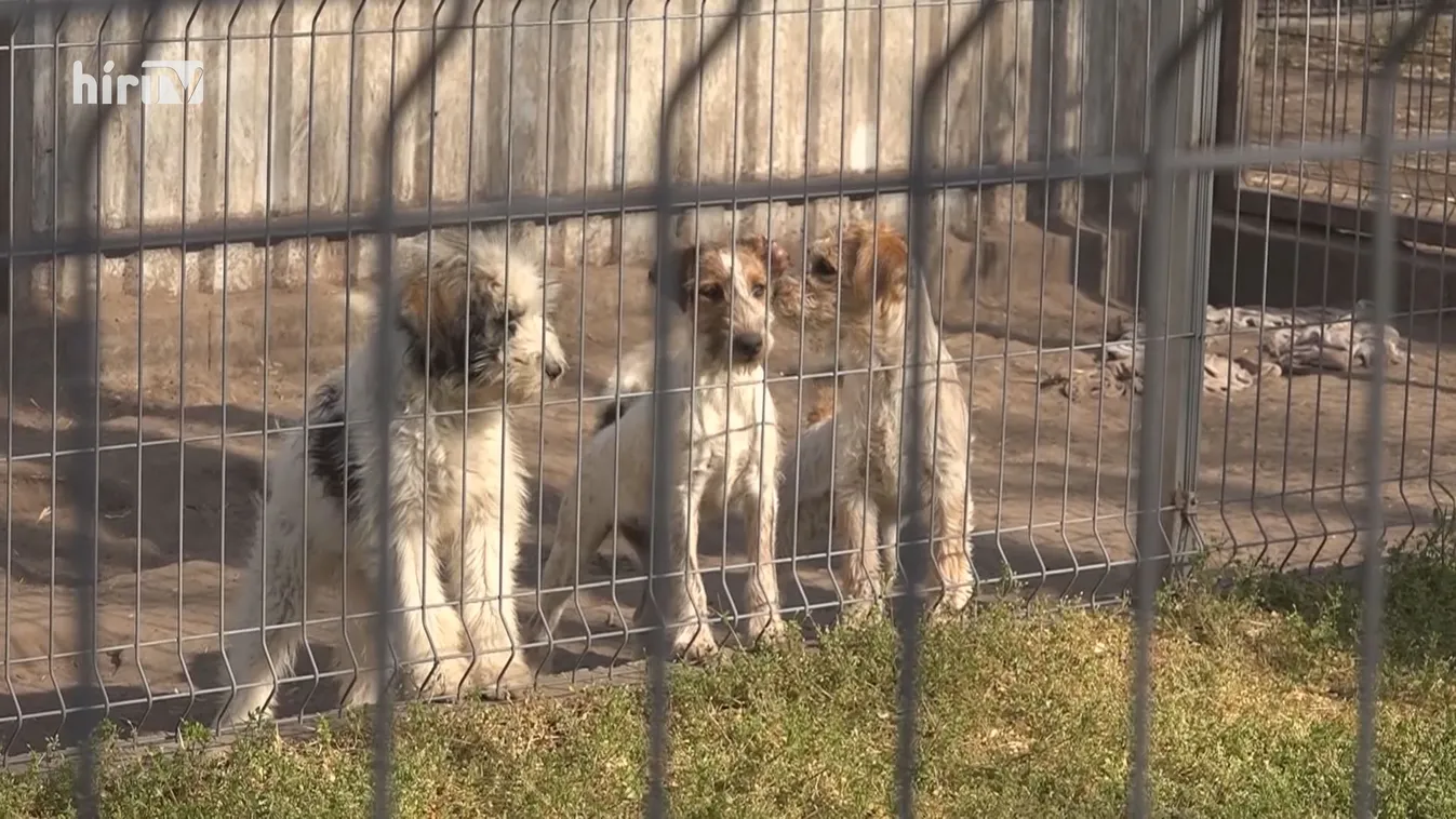 A közösségi médiában keresnek gazdát a házikedvenceknek